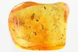 Detailed Fossil Wasp (Ismaridae) In Baltic Amber - Rare! #372515-1